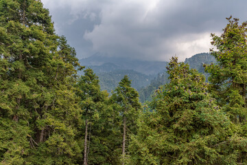 clouds over the forest