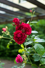 red roses in a garden