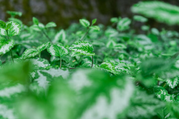 close up of fern