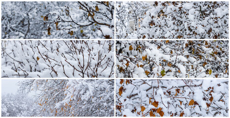 Collection of panoramic winter backgrounds. Snow on the branches of trees and bushes after a snowfall. Cold snowy weather. Snow-covered plants in a winter forest park. Cool set of fresh snow textures.