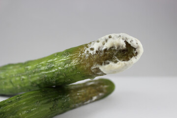 moldy cucumber is covered mold on the white background.