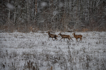 red deer stags crossing snow-covered glade