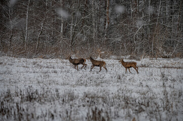 red deer stags crossing snow-covered glade
