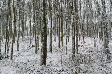 View of a beautiful forest landscape with lots of tree trunks covered with snow in winter