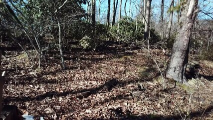 Lost in woods, search and rescue, on foot in woods and in forest