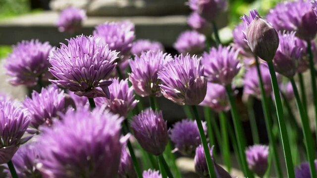 Closeup of chives in full sun with a bee feeding on flowers in the background.