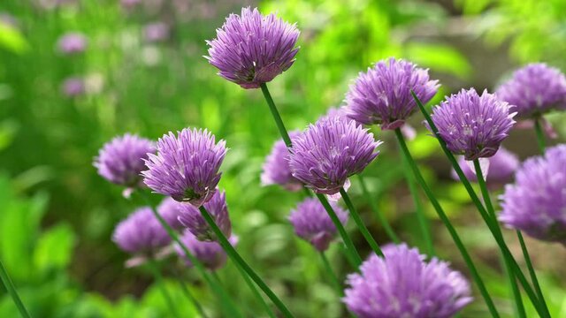 Closeup of chive flowers gently swaying in a garden with insect flying about .
