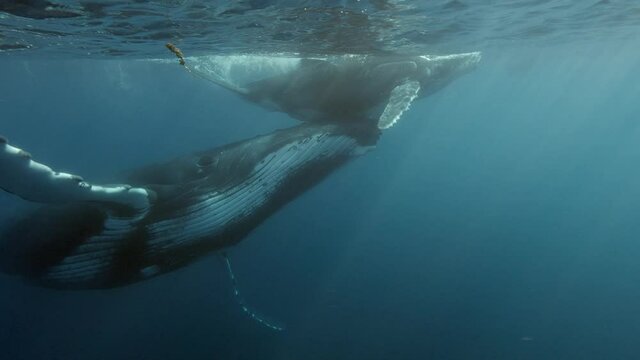 Humpback whales  in the clear water of the south pacific around the island of Tahiti