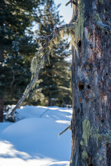 a tree, a old swiss stone pine with lichen, for woodpeckers on the mountains