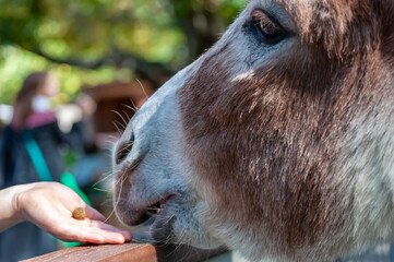 A close up view of the person palm feeding a donkey in the zoo.