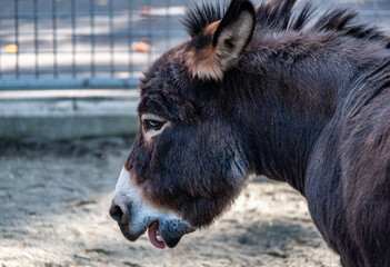 A brown donkey head  close up. Side view.