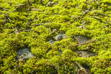 Perspective view of close up of green moss texture in nature, small depth of focus.