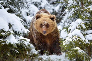 Wild brown bear (Ursus arctos) in winter forest