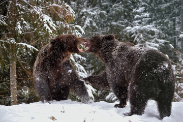 Close-up two angry brown bear fight in winter forest