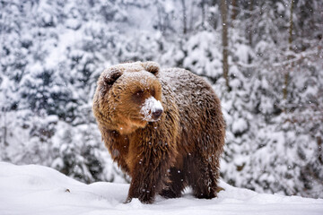 Obraz premium Wild brown bear (Ursus arctos) on the snow