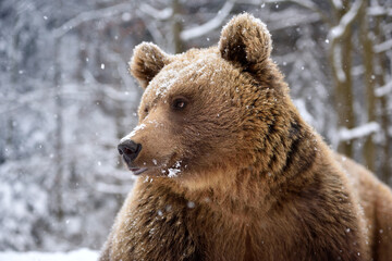 Naklejka na ściany i meble Beautiful close up portrait of the brown bear (Ursus arctos)