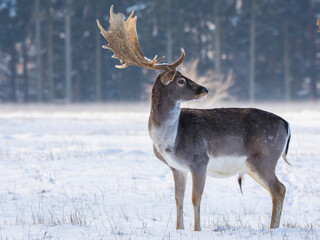 Spotted fallow deer in winter landscape.