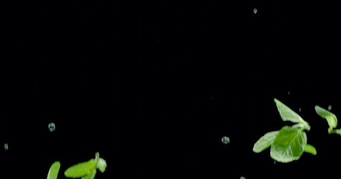 Fresh green mint leaves with water drops slowly fly up and fall on a black background. Blackmagic Ursa Pro G2, 300 fps.