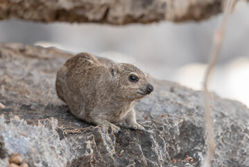 Cape hyrax (Procavia capensis) perching on a rock, Etosha National Park in Namibia.