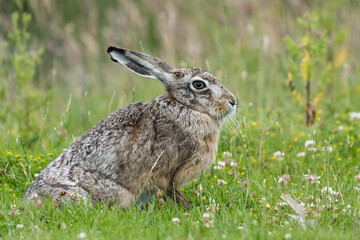 Portrait of an European hare (Lepus europaeus) in a meadow, Oegstgeest in The Netherlands