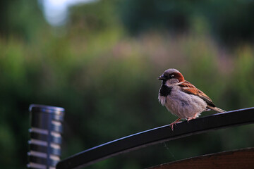 
little sparrow on the fence
