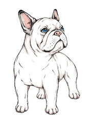 Cute french bulldog sketch. Vector illustration