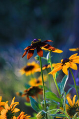 beautiful wild flowers