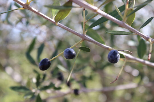 Rama de olivo – macassar.