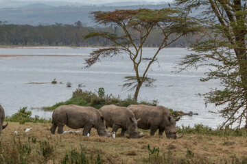 white rhino family by lake feeding