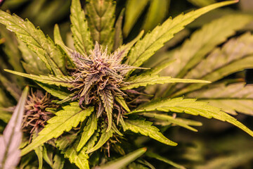 Cannabis flowers