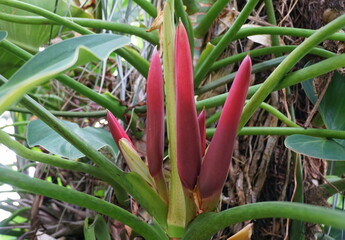 Red young leaves of Philodendron tropical vine