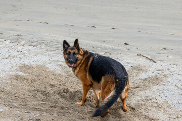 German shepherd dog in the sand, on the beach, on his back, looking back at the camera attentive, after making the hole in front of his hands