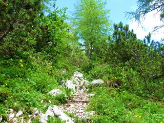Obraz na płótnie Canvas Path leading past alpine landscape with larch trees and mugo pine in Julian alps and Triglav national park, Slovenia