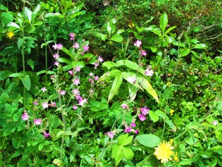 Red campion or red catchfly (Silene dioica) flowers
