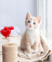 Cute red kitten sits on a plaid and looks into the frame. The concept of a kitten and Valentine's Day.