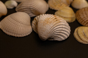 closeup of bivalve seashells on black background of light beige colors, several shells of various sizes upside down