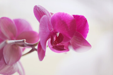 Fototapeta na wymiar magenta colour orchid flowers close up