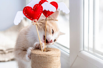 The little cute kitten plays and nibbles the decor. The concept of a kitten and Valentine's Day.