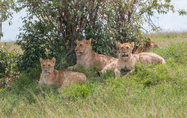pride of young lions on a look out hill