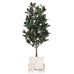 Ficus Robusta in a white bascket isolated on white background