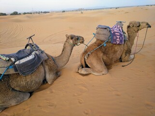 camels in the desert in morocco