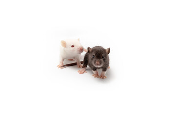 Two white and brown baby rats isolated on white