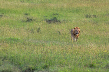beautiful male lion in the savannah