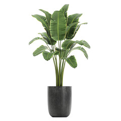 tropical plants banana palm in a black pot on a white background