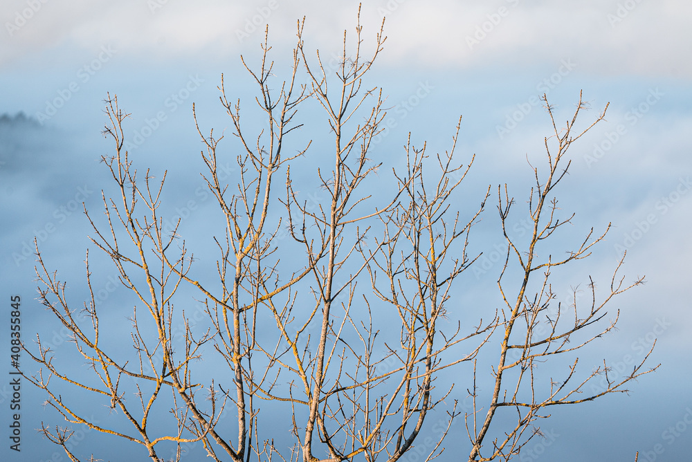 Poster leafless bare tree branches with a beautiful foggy scene beh