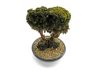 Aerial view of Bonsai green dwarf tree in black ceramic pot isolated on white background. Oriental culture. Japanese bonsai art. Miniature tree and gardening concept.