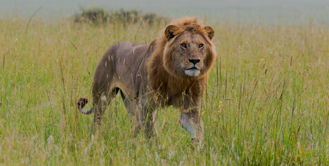 Obraz na płótnie Canvas beautiful male lion in the savannah