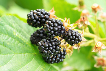 Natural fresh blackberries in a garden. Bunch of ripe blackberry fruit - Rubus fruticosus - on branch of plant with green leaves on farm. Organic farming, healthy food, BIO viands.