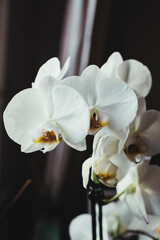 White orchid plant cared for at home by a woman.