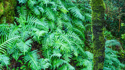 forest fern in the mountains